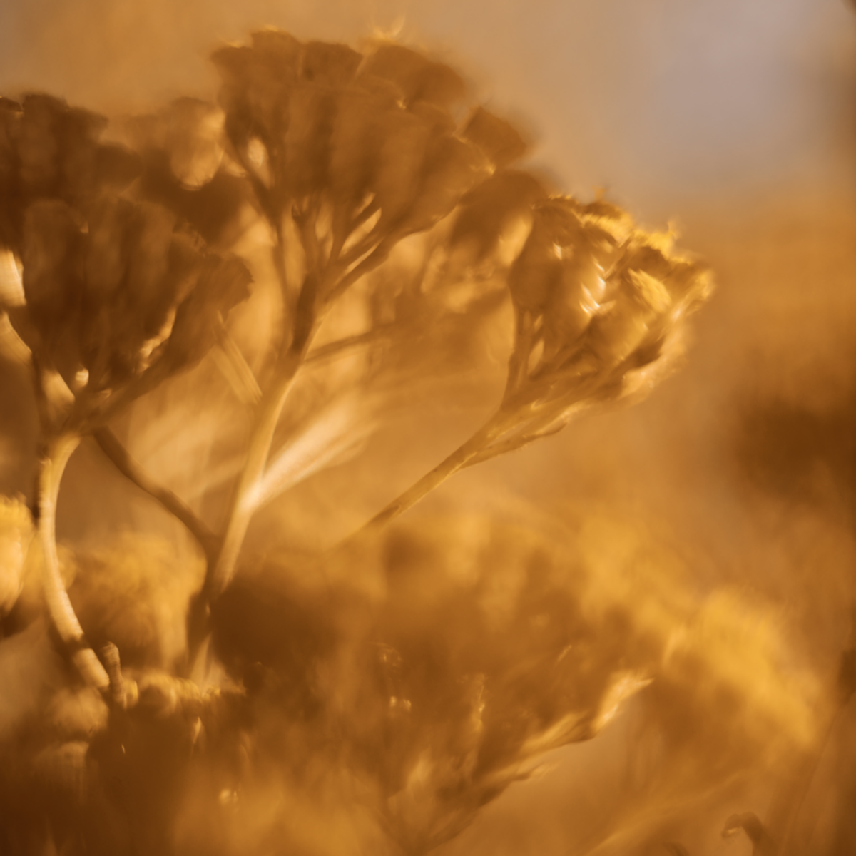 Immortelle Divine krema za lice - unapređena formula
