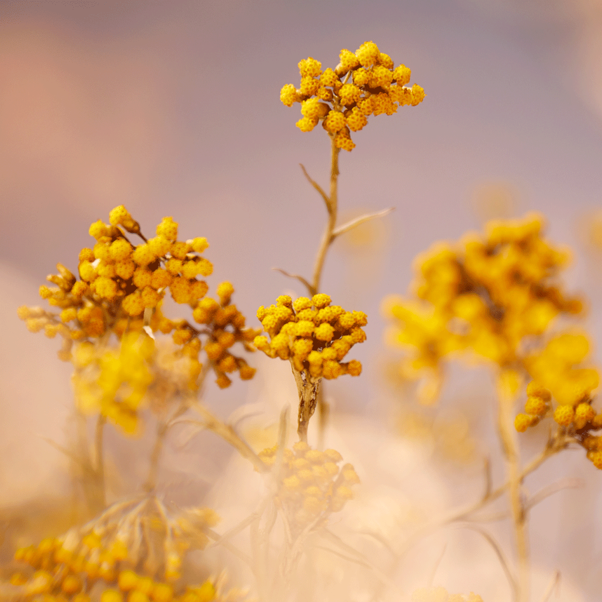 Immortelle Precious krema za lice