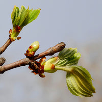 Bud_Of_Beech_Tree Featured Ingredient - L'Occitane