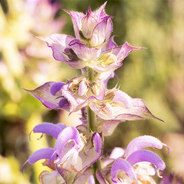 Featured Ingredient - L'Occitane
