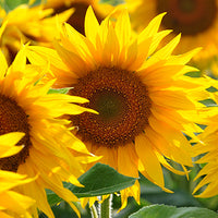 Sunflower Featured Ingredient - L'Occitane