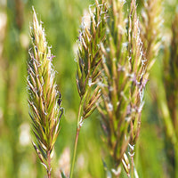 Wild_Grass Featured Ingredient - L'Occitane