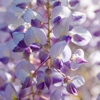 Wisteria Featured Ingredient - L'Occitane