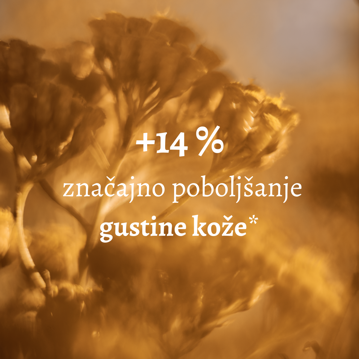 Immortelle Divine krema za lice - unapređena formula